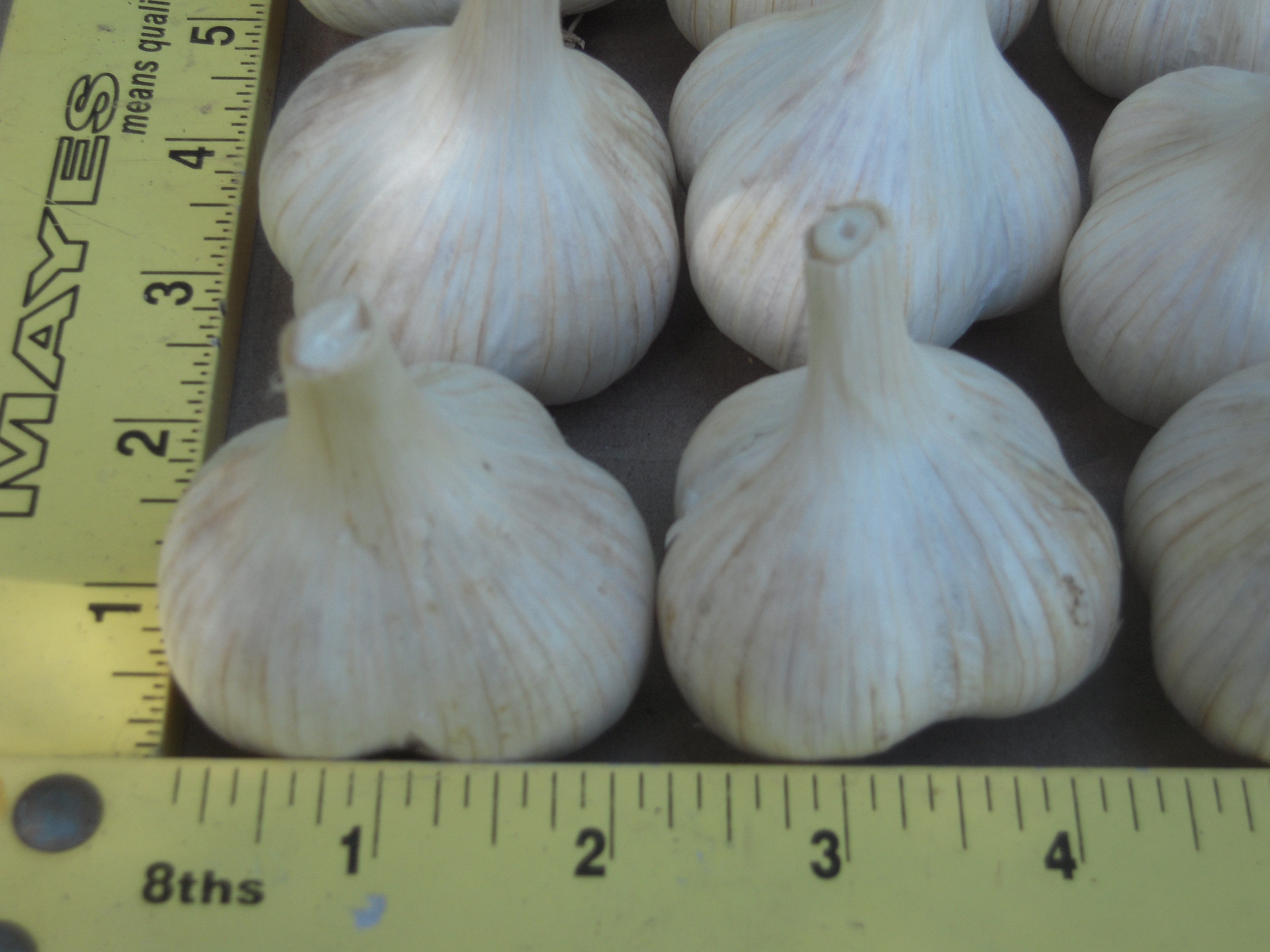 Natural Jack's Garlic: German White Garlic Bulbs for Sale