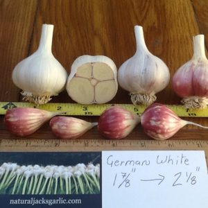 German White Seed Garlic
