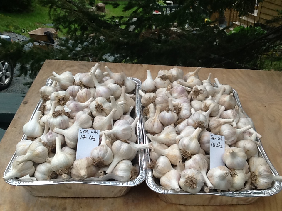 German White Seed Garlic for Sale