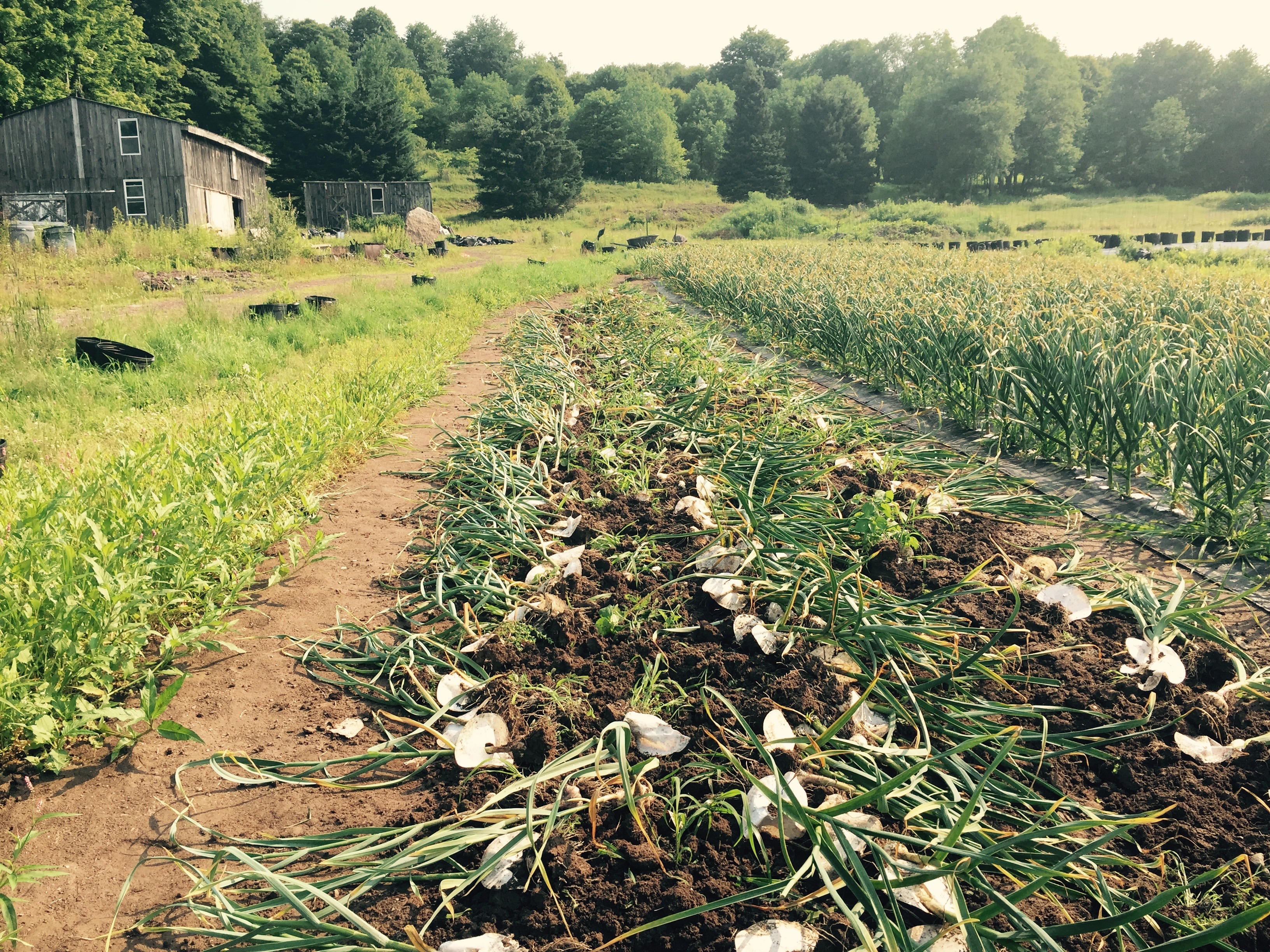 Garlic Harvest bulbs dug