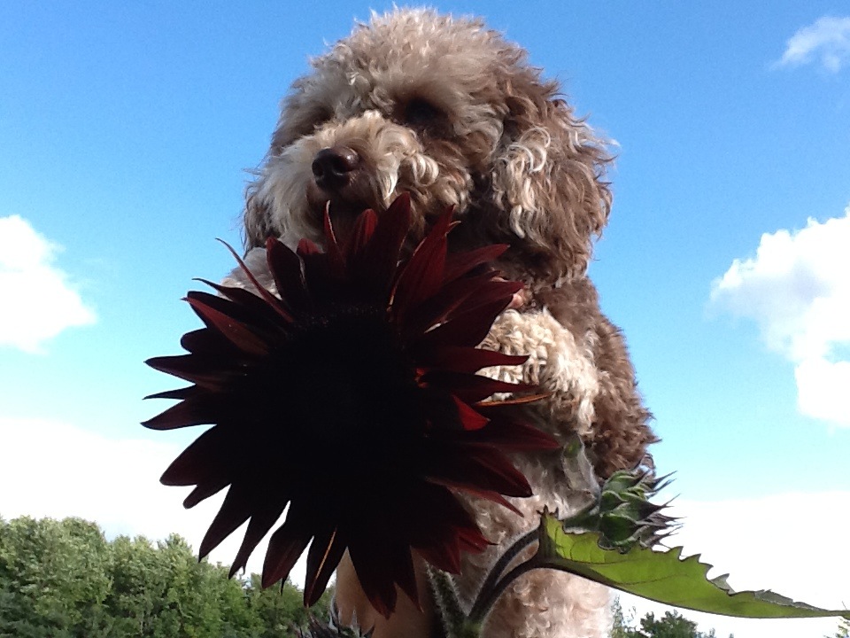 poodle dog and sunflower