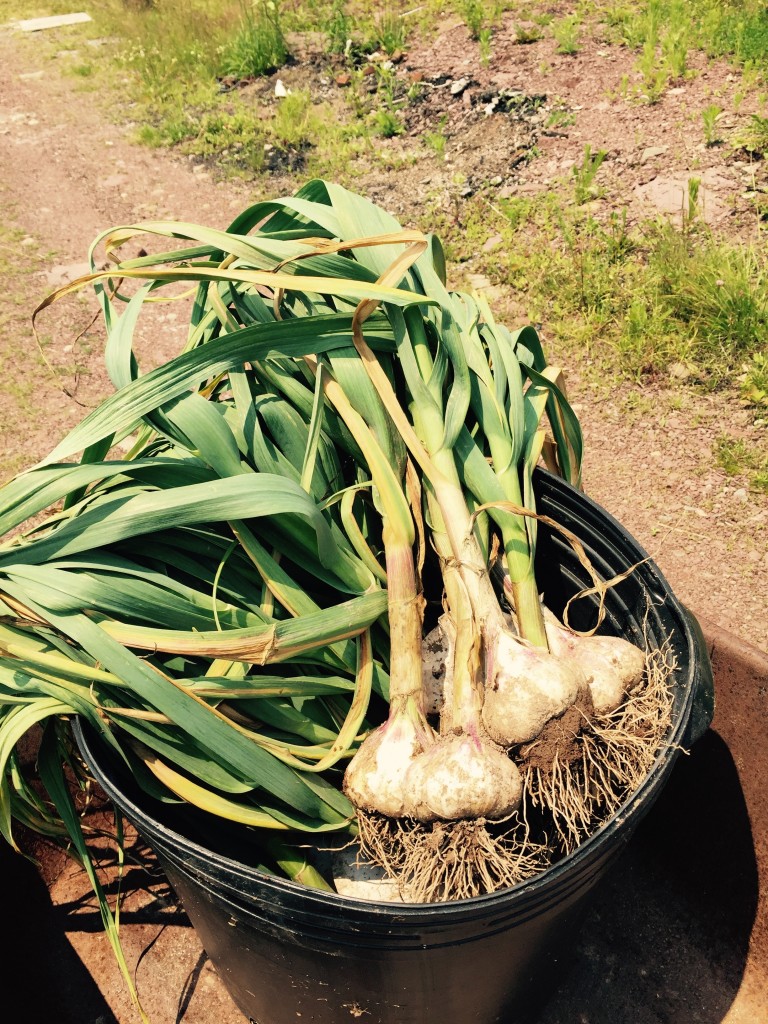 Mafia garlic bulbs harvested