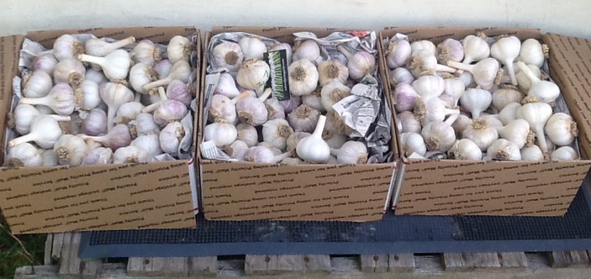 Garlic in boxes for shipping
