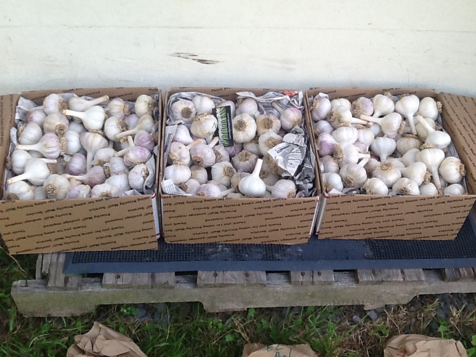 Garlic in boxes for shipping