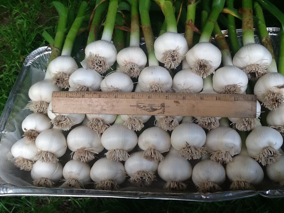 garlic bulbs measuring two inches