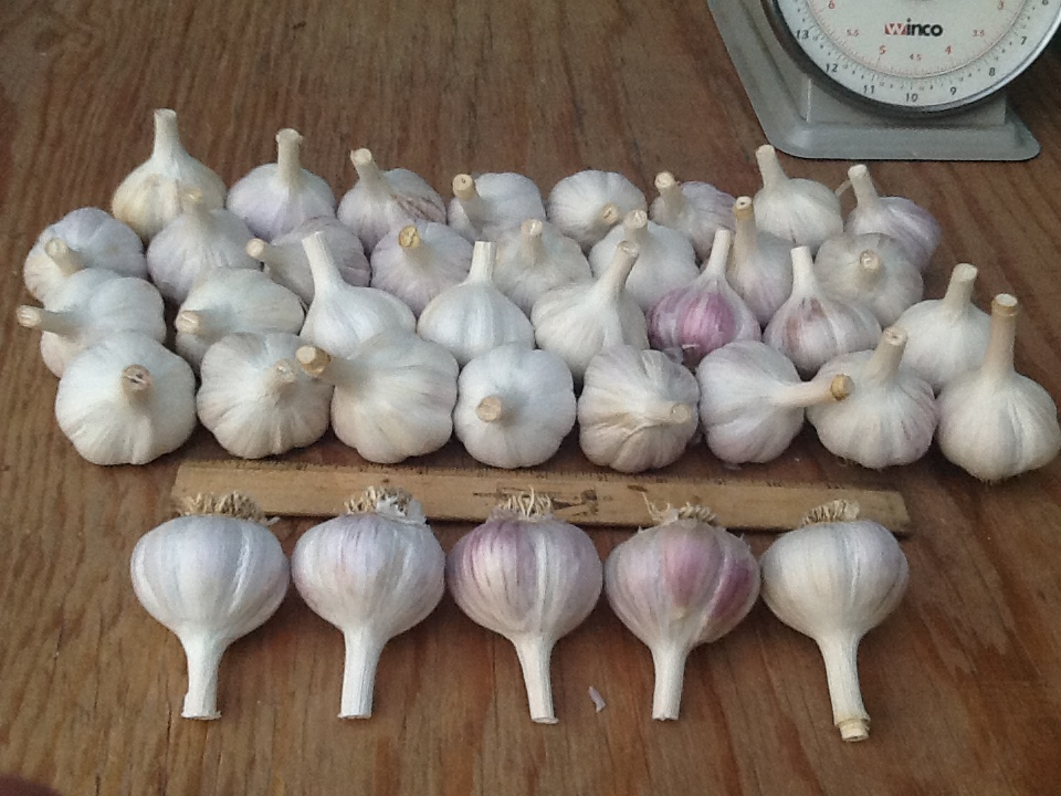 Big Garlic Bulbs